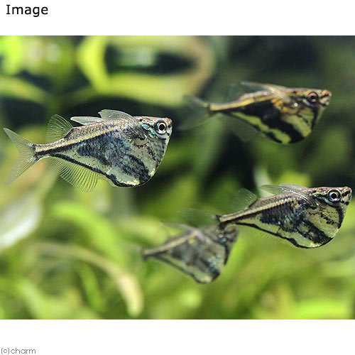 熱帯魚 マーブル ハチェット ４匹 北海道航空便要保温の通販はau Pay マーケット チャーム