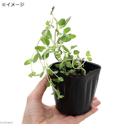 観葉植物 ハーブ苗 マジョラム スイートマジョラム ３号 １ポット 家庭菜園の通販はau Pay マーケット チャーム