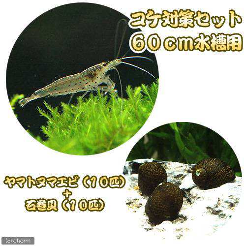 エビ 貝 コケ対策セット ６０ｃｍ水槽用 ヤマトヌマエビ １０匹 石巻貝 １０匹 北海道航空便要保温の通販はau Pay マーケット チャーム