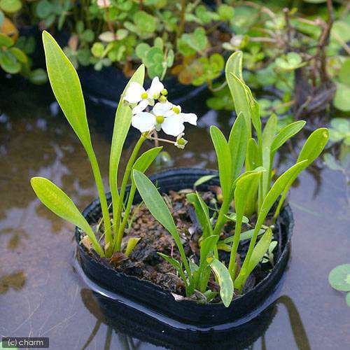 ビオトープ 水辺植物 ナガバオモダカ グラミネア １ポット 抽水植物の通販はau Pay マーケット チャーム