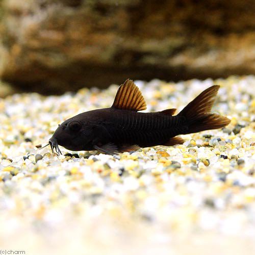 熱帯魚 コリドラス ベネズエラブラック １匹 北海道 九州航空便要保温の通販はau Pay マーケット チャーム