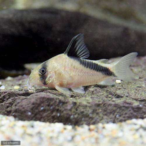 熱帯魚 コリドラス メリニ ワイルド １匹 北海道 九州航空便要保温の通販はau Pay マーケット チャーム