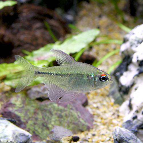 熱帯魚 ダイヤモンド テトラ ワイルド １匹 北海道 九州