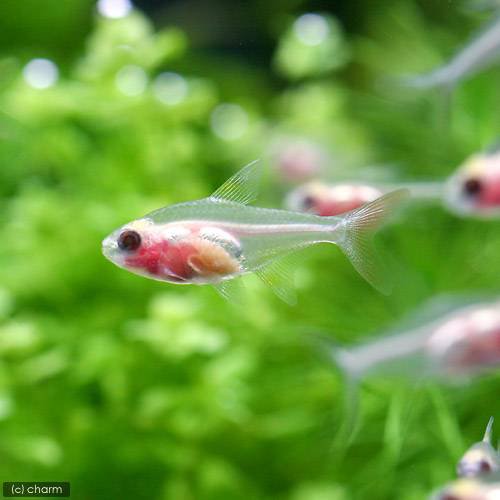 熱帯魚 ゴールデンパンダ プリステラ ５匹 北海道 九州航空便要保温の通販はau Pay マーケット チャーム