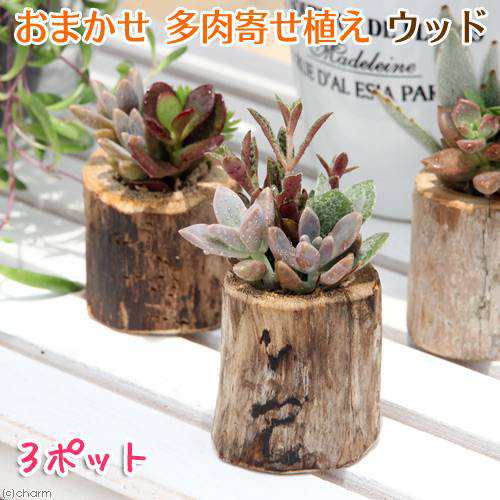 観葉植物 私のオアシス 多肉寄せ植え 流木ポット ｍｉｎｉ ３個セット の通販はau Pay マーケット チャーム