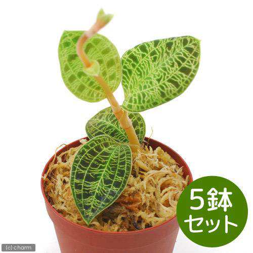 観葉植物）マコデス ぺトラ ２号（５鉢） ジュエルオーキッド 花・観葉植物・盆栽