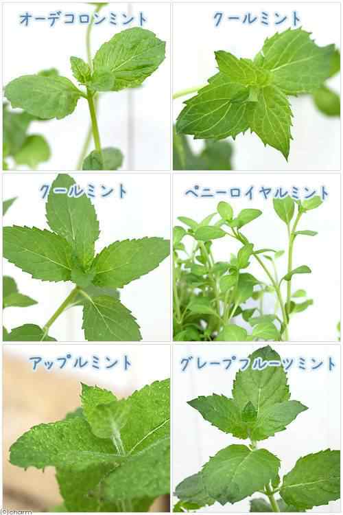 観葉植物）ハーブ苗 ミント（品種おまかせ） ３号（３ポット） 家庭菜園の通販はau PAY マーケット - チャーム