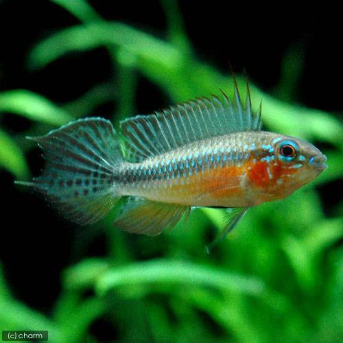 （熱帯魚）アピストグラマ・エリザベサエ　スーパーレッド（１ペア）　北海道・九州航空便要保温の通販は 16,722円