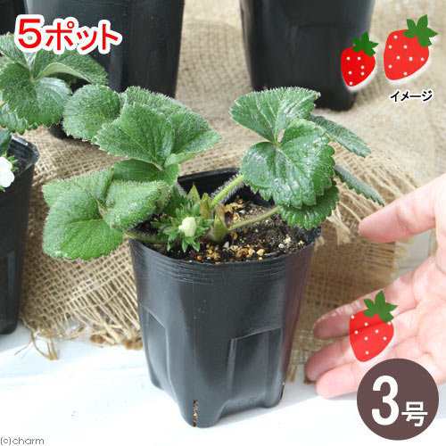 観葉植物 パナプラス 野菜苗 イチゴ 四季成りイチゴ 宿根苺 みのりくん ３号 ５ポット 家庭菜園 北海道冬季発送不可の通販はau Pay マーケット チャーム