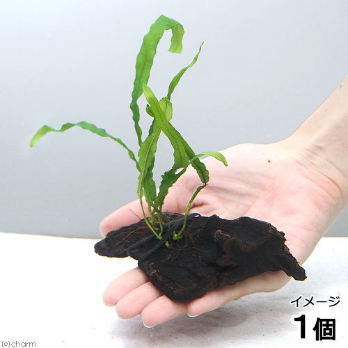 水草 巻きたて ミクロソリウム セミナロー付流木 ミニサイズ 約８ｃｍ 無農薬 １本 の通販はau Pay マーケット チャーム