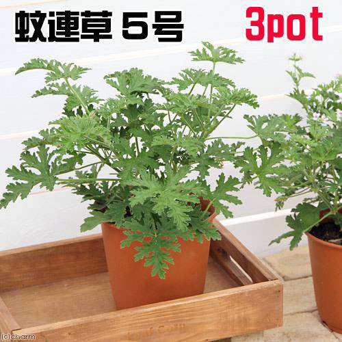 観葉植物 ハーブ カレンソウ 蚊連草 ５号 ３鉢 虫除け植物 沖縄別途送料の通販はau Pay マーケット チャーム