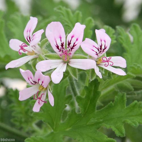 観葉植物 ハーブ カレンソウ 蚊連草 ５号 ３鉢 虫除け植物 沖縄別途送料の通販はau Pay マーケット チャーム