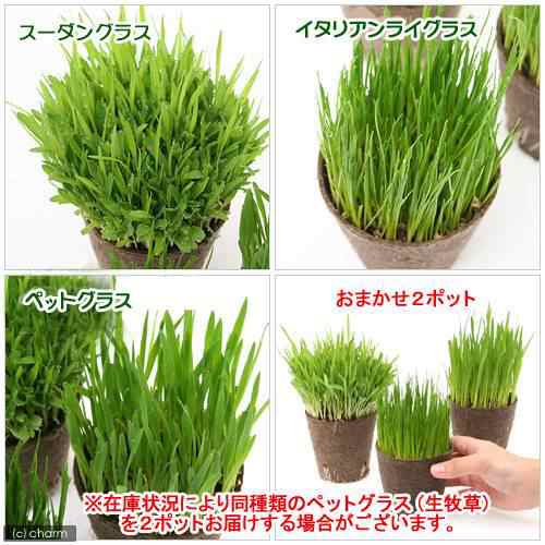 観葉植物 おまかせやわらか生牧草 直径８ｃｍｅｃｏポット植え 無農薬 ２ポット 猫草 北海道冬季発送不可 キャットフードの通販はau Pay マーケット チャーム