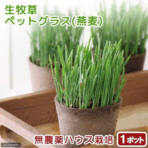 観葉植物 ペットグラス 燕麦 うさぎの草 直径８ｃｍｅｃｏポット植え 無農薬 １ポット 生牧草 うさぎのおやつ 北海道冬季の通販はau Pay マーケット チャーム