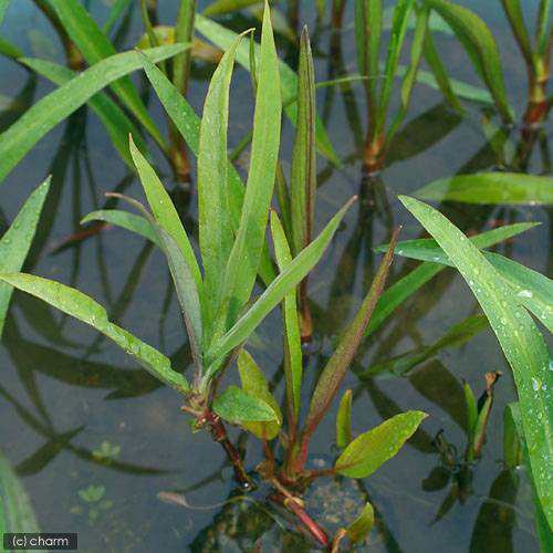 ビオトープ 水辺植物 ラヌンクルス リングア １ポット 抽水植物の通販はau Pay マーケット チャーム