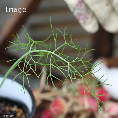 観葉植物 ハーブ苗 フェンネル フローレンス ３号 １ポット 家庭菜園 北海道冬季発送不可の通販はau Pay マーケット チャーム