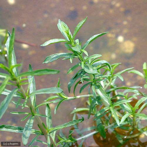 ビオトープ 水辺植物 ハーツペニーロイヤルミント １ポット 湿生植物 休眠株の通販はau Pay マーケット チャーム