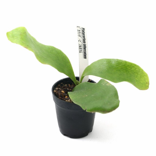 観葉植物 ビバリウムプランツ コウモリラン ビカクシダ ビフルカツム ４ｃｍポット入り １ポット の通販はau Pay マーケット チャーム