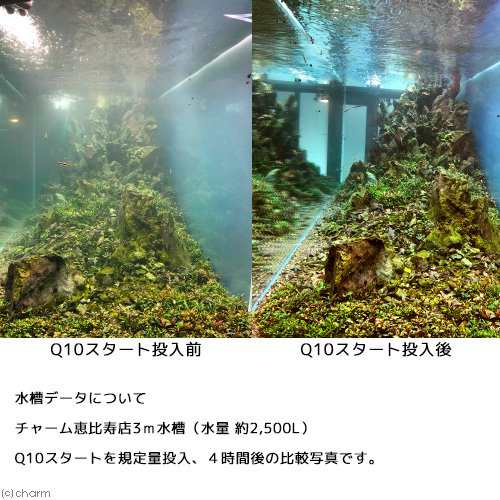 ｑ１０スタート 淡水用 ５００ｍｌ 植物由来 白濁除去 魚 エビに優しいカルキ抜き の通販はau Pay マーケット チャーム