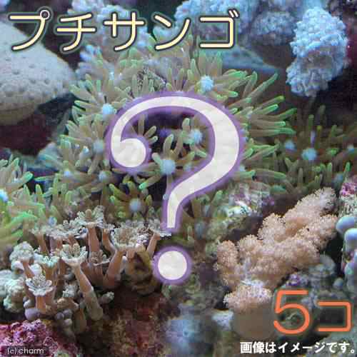 サンゴ お一人様１点限り おまかせプチサンゴ ソフトコーラル ５個 北海道 九州 沖縄航空便要保温の通販はau Pay マーケット チャーム