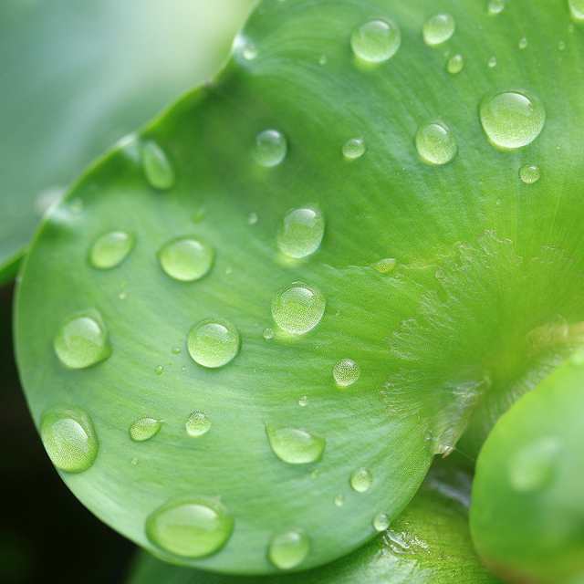 浮草 ホテイ草 3株 国産（ホテイアオイ） - 水草