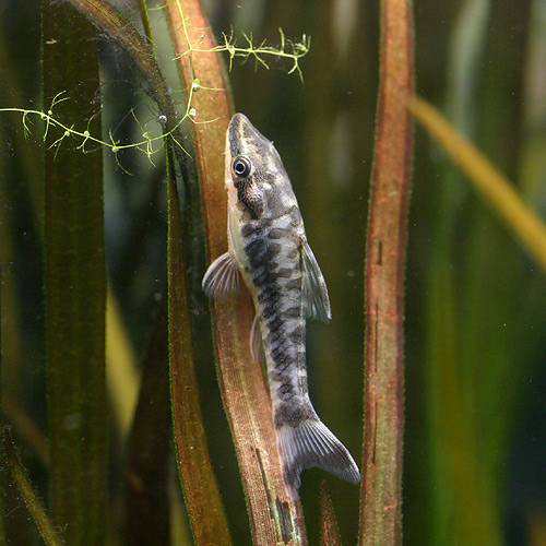 熱帯魚 ニューゼブラオトシン ３匹 北海道 九州航空便要保温 沖縄別途送料の通販はau Pay マーケット チャーム