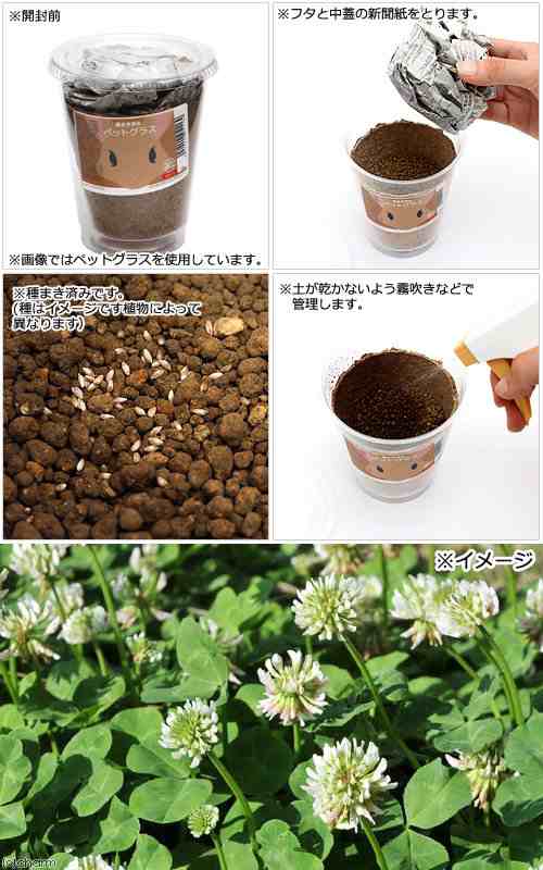 観葉植物 種まき済み シロクローバー栽培 ｅｃｏポット １ポット 白クローバー 白詰草 シロツメクサの通販はau Pay マーケット チャーム