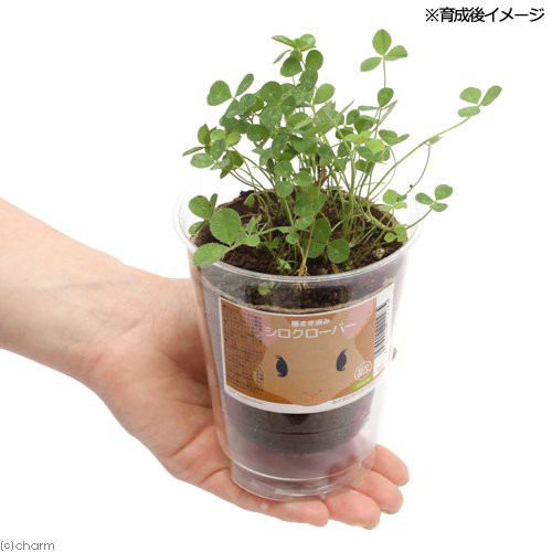 観葉植物 種まき済み シロクローバー栽培 ｅｃｏポット ３ポット 白クローバー 白詰草 シロツメクサ うさぎ用の通販はau Pay マーケット チャーム