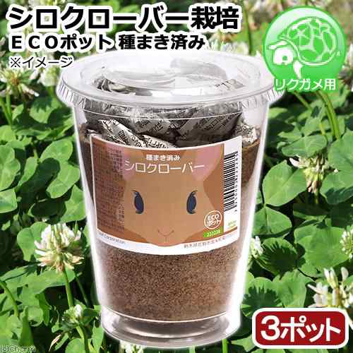 観葉植物 種まき済み シロクローバー栽培 ｅｃｏポット ３ポット 白クローバー 白詰草 シロツメクサ リクガメ用 カメ 餌の通販はau Pay マーケット チャーム