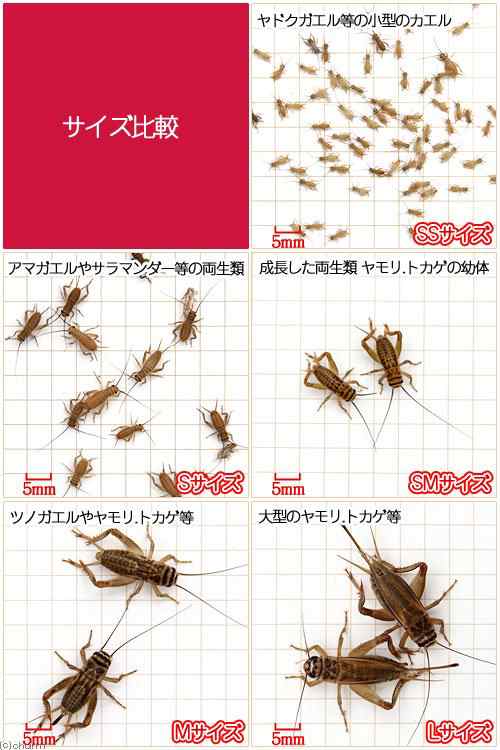 （生餌）ヨーロッパイエコオロギ S 約45匹（1．5グラム ...