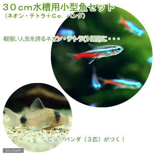 熱帯魚 ３０ｃｍ水槽用小型魚セット ネオンテトラ１０匹 ｃｏ パンダ３匹 北海道 九州 沖縄航空便要保温の通販はau Wowma チャーム