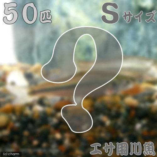 淡水魚 生餌 エサ用川魚 ｓサイズ ５０匹 の通販はau Pay マーケット チャーム