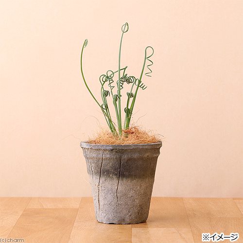 アンティークポット 直径１３ １３ｃｍ 黒 モスポット トール 多肉植物 コーデックス アガベ 鉢 ５個の通販はau Pay マーケット チャーム