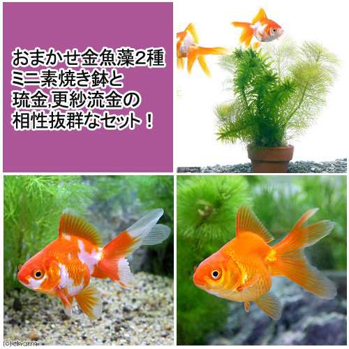 国産金魚 水草 おまかせメダカ 金魚藻ミニ鉢 １鉢 淡水魚 琉金セット 更紗琉金 琉金 各１匹 の通販はau Pay マーケット チャーム