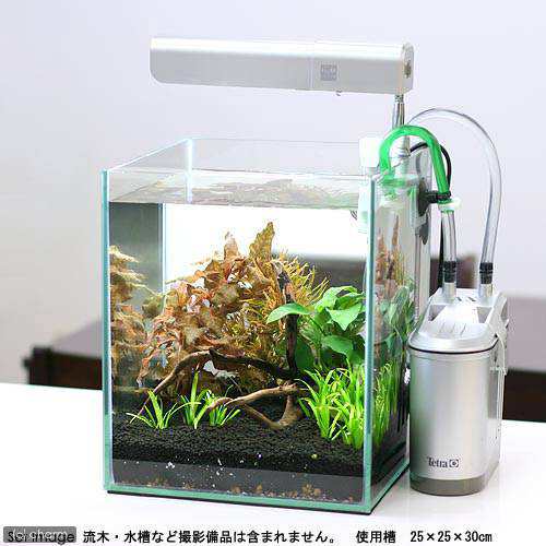 水草）らくらく小型水槽用水草セット（水上葉）（無農薬）（１セット