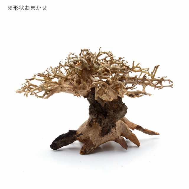 カミハタ 水景ｂｏｎｓａｉ 榕樹 ガジュマル ｓ 流木 活着 レイアウト 水草の通販はau Pay マーケット チャーム