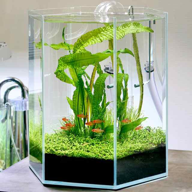 アウトレット品 スーパークリア クロスカット 六角形水槽 対角４０／六面２０×Ｈ４５ｃｍ／６ｍｍ お一人様１点限り 訳有り 沖縄の通販はau PAY  マーケット - チャーム | au PAY マーケット－通販サイト