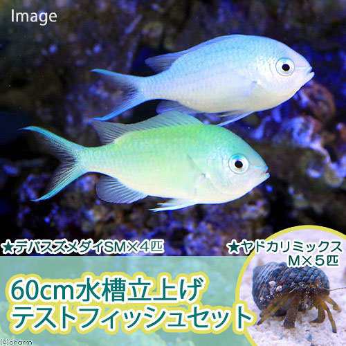 海水魚 ６０ｃｍ水槽立上げテストフィッシュセット １セット 北海道 九州 沖縄航空便要保温の通販はau Pay マーケット チャーム