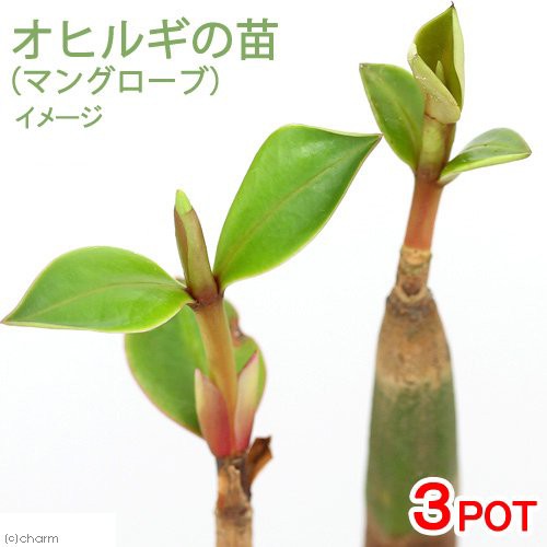 観葉植物 マングローブ オヒルギ 雄蛭木 ３ ５ ４ ５号 ３ポット 北海道冬季発送不可の通販はau Pay マーケット チャーム