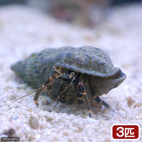 海水魚 ヤドカリ 沖縄産 タテジマヨコバサミ ３匹 北海道 九州 沖縄航空便要保温の通販はau Pay マーケット チャーム