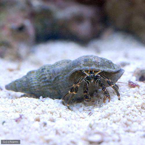 海水魚 ヤドカリ 沖縄産 タテジマヨコバサミ ３匹 北海道 九州 沖縄航空便要保温の通販はau Pay マーケット チャーム