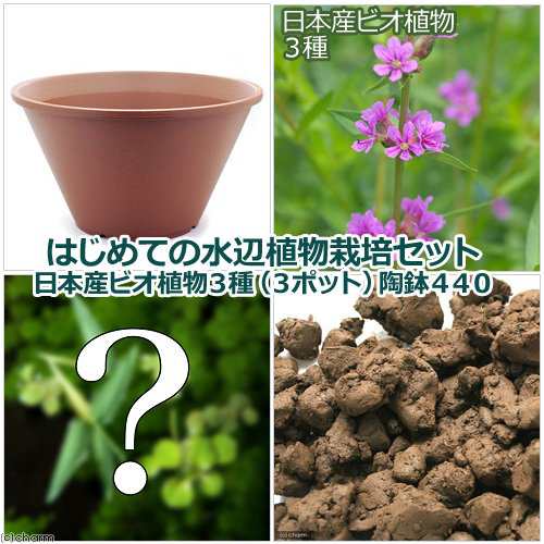 ビオトープ 水草 はじめての水辺植物栽培セット 日本産ビオ植物３種 ３ポット 陶鉢４４０ 本州四国限定 休眠株の通販はau Pay マーケット チャーム