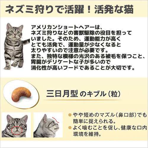 ロイヤルカナン 猫用 キャットフード　猫　アメリカンショートヘアー　成猫用　生後１２ヵ月齢から１２歳まで　２ｋｇ　ジップ付　キャッ｜au PAY  マーケット