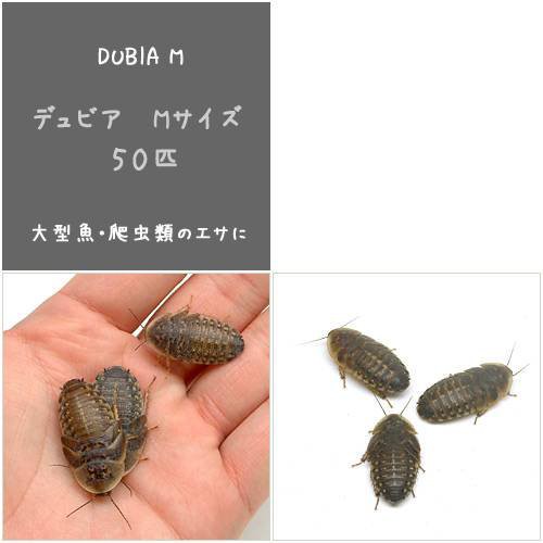 生餌 デュビア アルゼンチンモリゴキブリ ｍサイズ ５０匹 爬虫類 大型魚 餌 エサの通販はau Pay マーケット チャーム