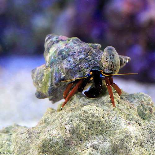 海水魚 ヤドカリ クリイロサンゴヤドカリ ３匹 北海道航空便要保温の通販はau Pay マーケット チャーム