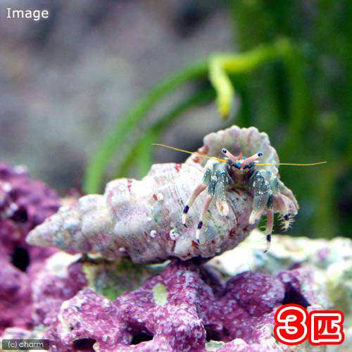 海水魚 ヤドカリ 沖縄産 ツマジロサンゴヤドカリ ３匹 北海道 九州航空便要保温の通販はau Pay マーケット チャーム