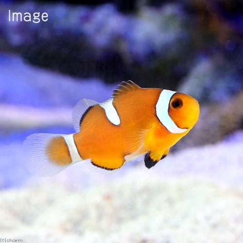 再値下げ 海水魚 カクレクマノミ 国産ブリード ２０匹 熱帯魚 北海道航空便要保温 沖縄別途送料 全ての Amvpapeis Com Br