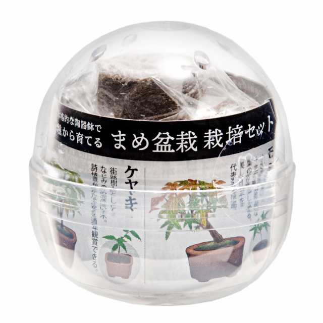 聖新陶芸 育てるカプセル ＧＲＥＥＮ ＣＡＰＳＵＬＥ 栽培セット おまかせミニ盆栽の通販はau PAY マーケット - チャーム