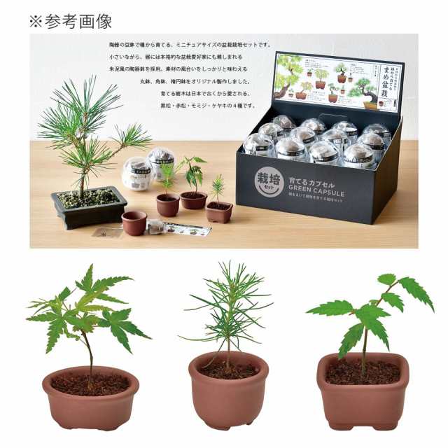 聖新陶芸 育てるカプセル ＧＲＥＥＮ ＣＡＰＳＵＬＥ 栽培セット おまかせミニ盆栽の通販はau PAY マーケット - チャーム