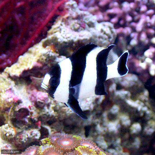 海水魚 ヨスジリュウキュウスズメダイ ５匹 北海道航空便要保温の通販はau Pay マーケット チャーム